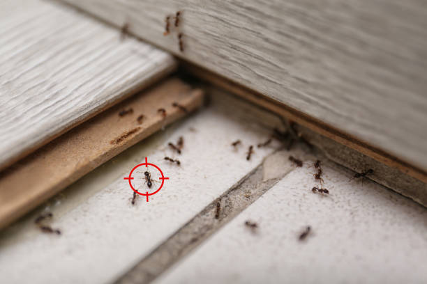 Best Local Pest Control Services  in Listoga, CA