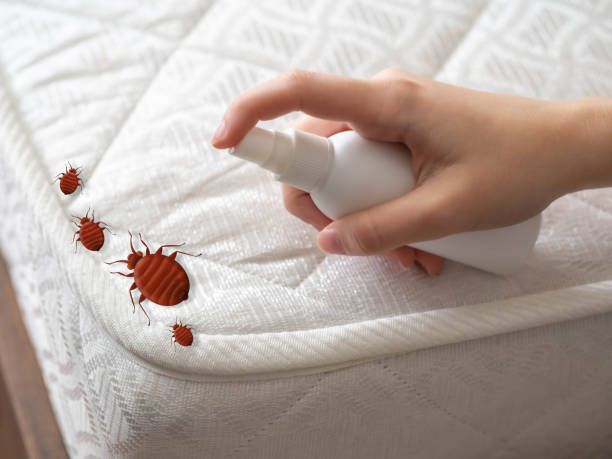 Best Flea Control Services  in Listoga, CA