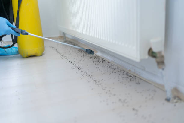 Best Pest Control Near Me  in Listoga, CA